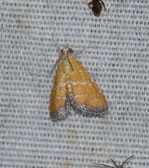 Xanthophysa psychicalis