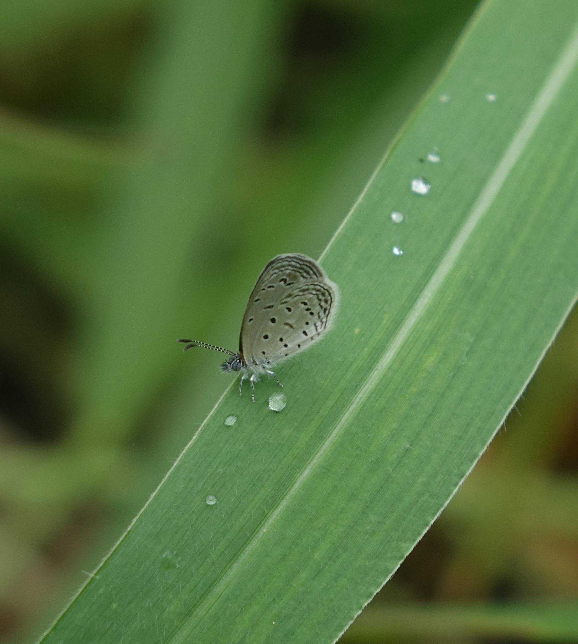 Tiny Grass Blue