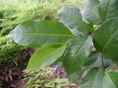 Pera arborea