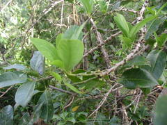 Pera arborea