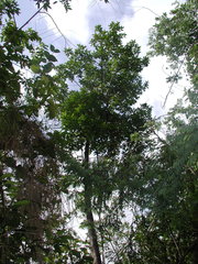 Pera arborea