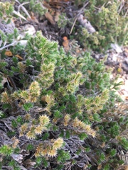 Myriopteris covillei