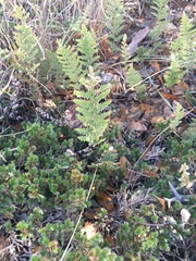 Myriopteris covillei