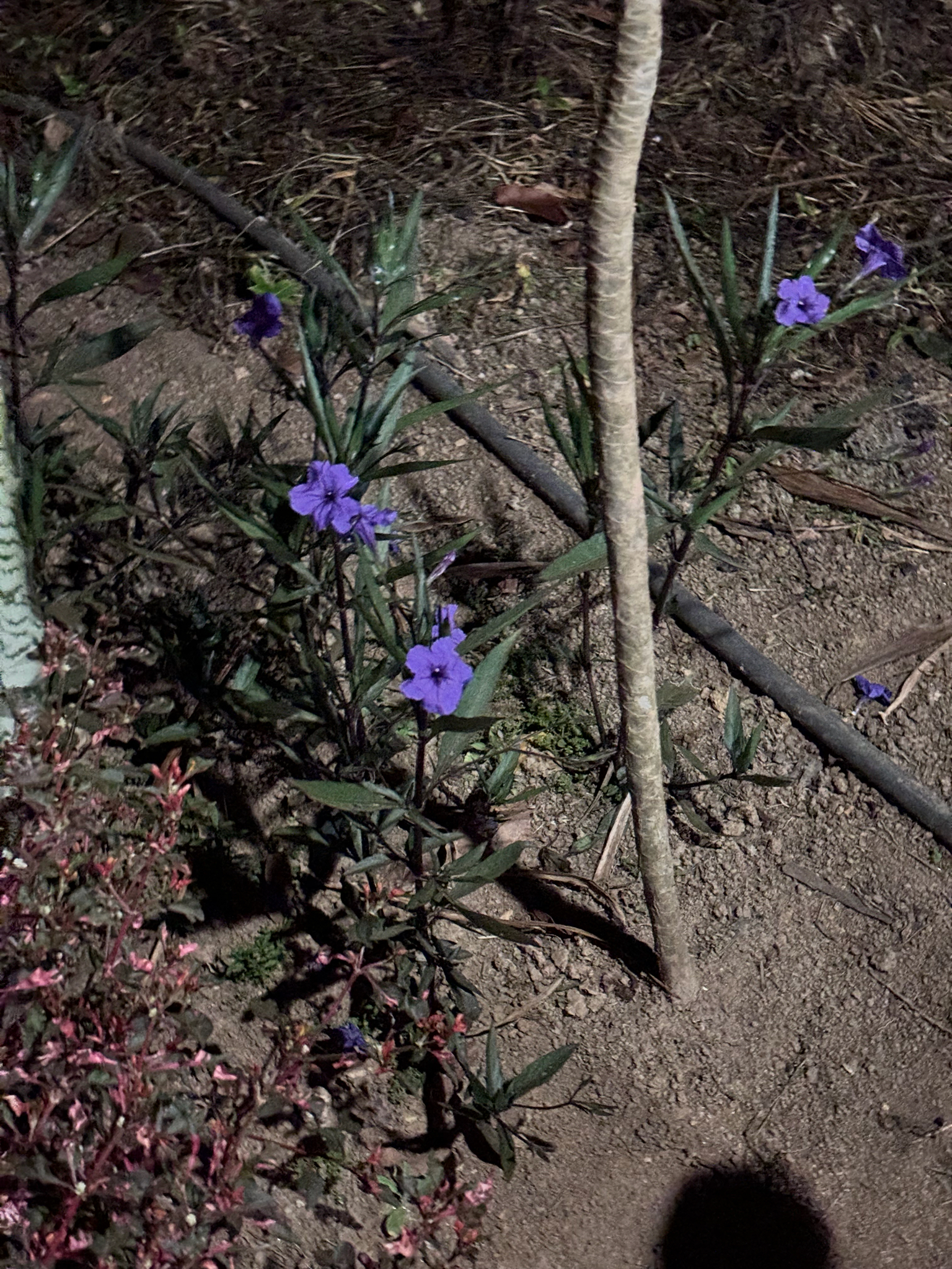 Ruellia simplex