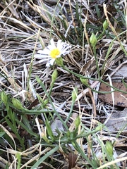 Symphyotrichum divaricatum