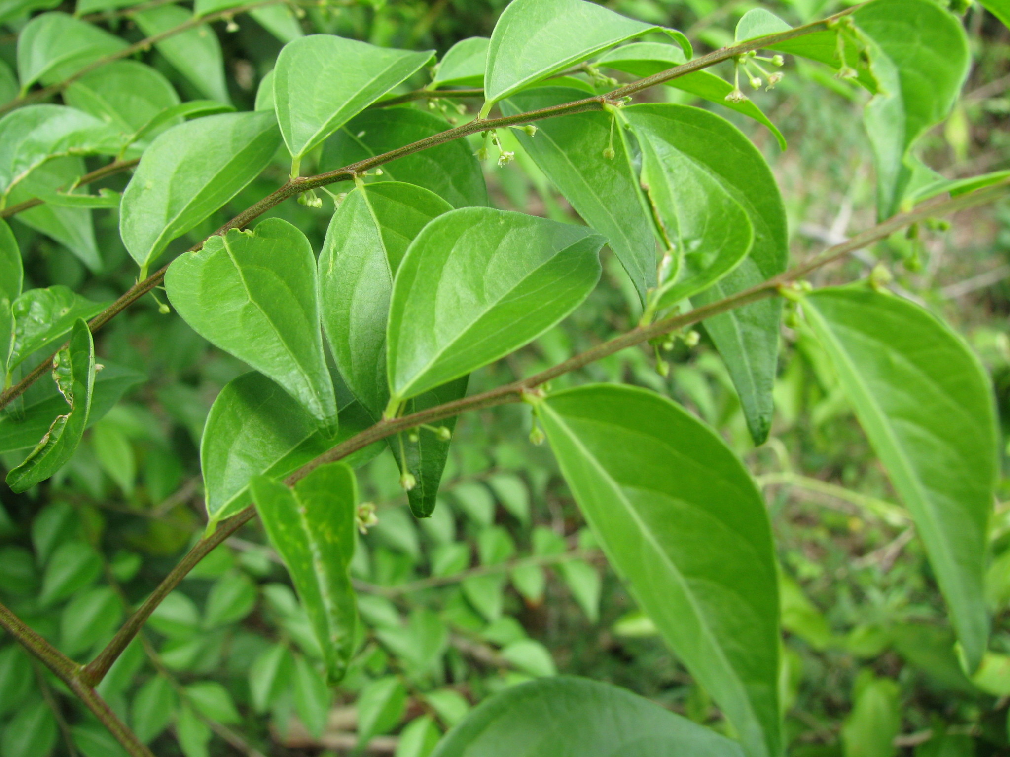 Phyllanthus acuminatus Vahl