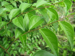 Phyllanthus acuminatus