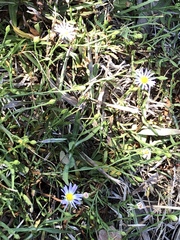 Symphyotrichum divaricatum