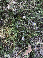 Symphyotrichum divaricatum