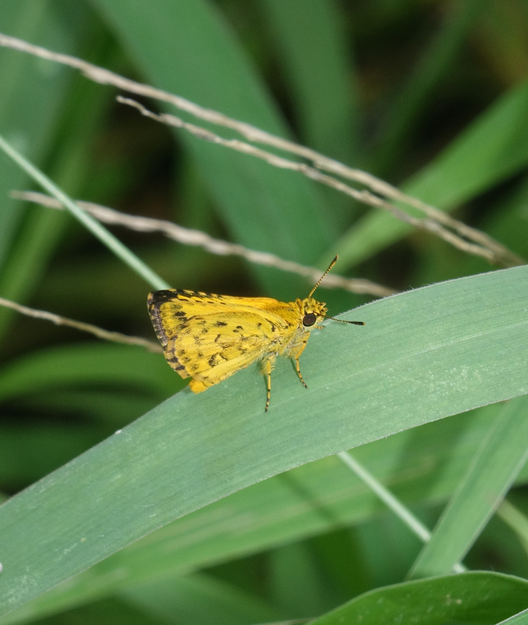 Bush Hopper