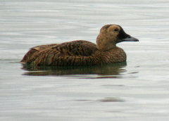 Somateria fischeri
