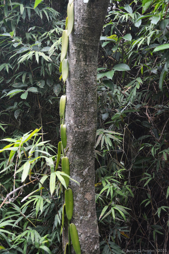 Vanilla chamissonis, photograph 1