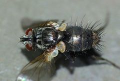 Gracilicera