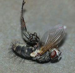 Gracilicera