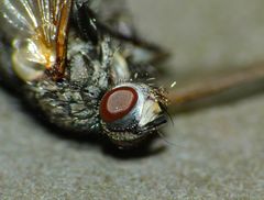 Gracilicera