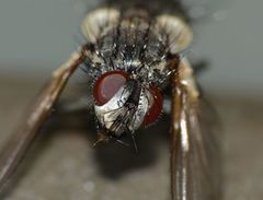 Gracilicera