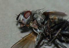 Gracilicera
