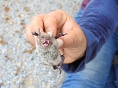 Myotis velifer