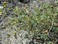 Medicago glomerata