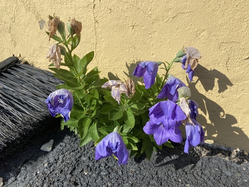 Platycodon grandiflorus