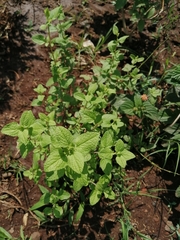Agastache palmeri