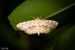 Haritalodes derogata