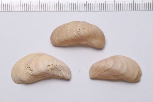 Septifer excisus observed 2024-10-03