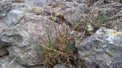 Allium marschalianum