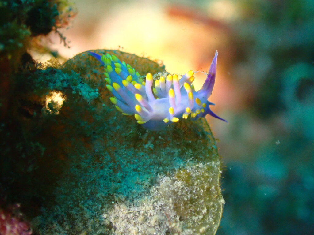 drab aeolid