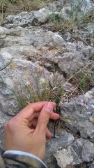 Allium marschalianum