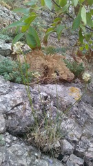 Allium marschalianum