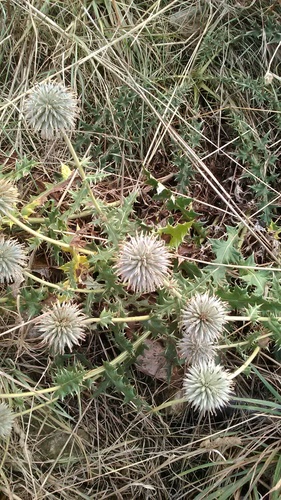Image of Echinops armatus by (c) Михаил Орлов, some rights reserved (CC BY)