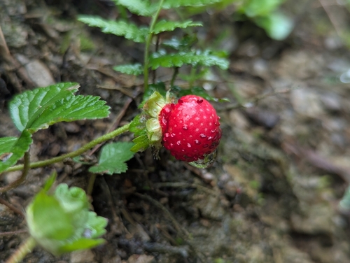 mock strawberry