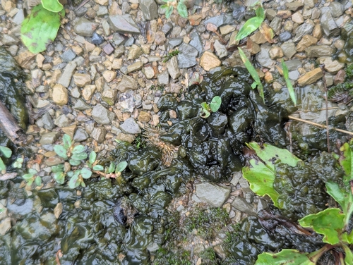 Star Jelly