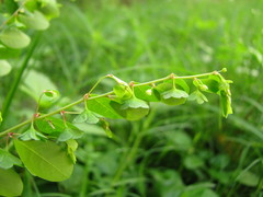 Phyllanthus liebmannianus