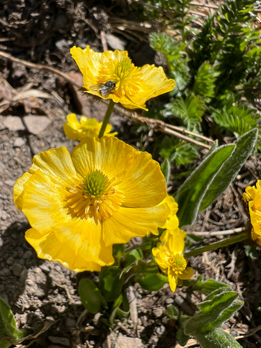 Rocky Mountain buttercup (Ranunculus macauleyi)