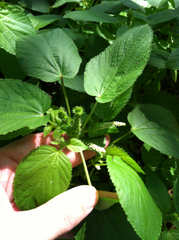 Acalypha ostryifolia