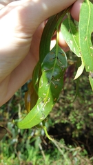 Gonipterus platensis