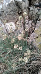 Allium marschalianum