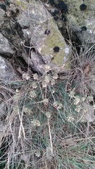 Allium marschalianum