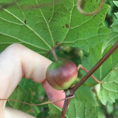 Ampelomyia vitispomum