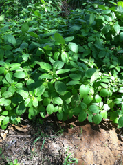Acalypha ostryifolia