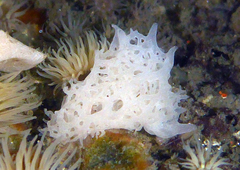 Calcarea