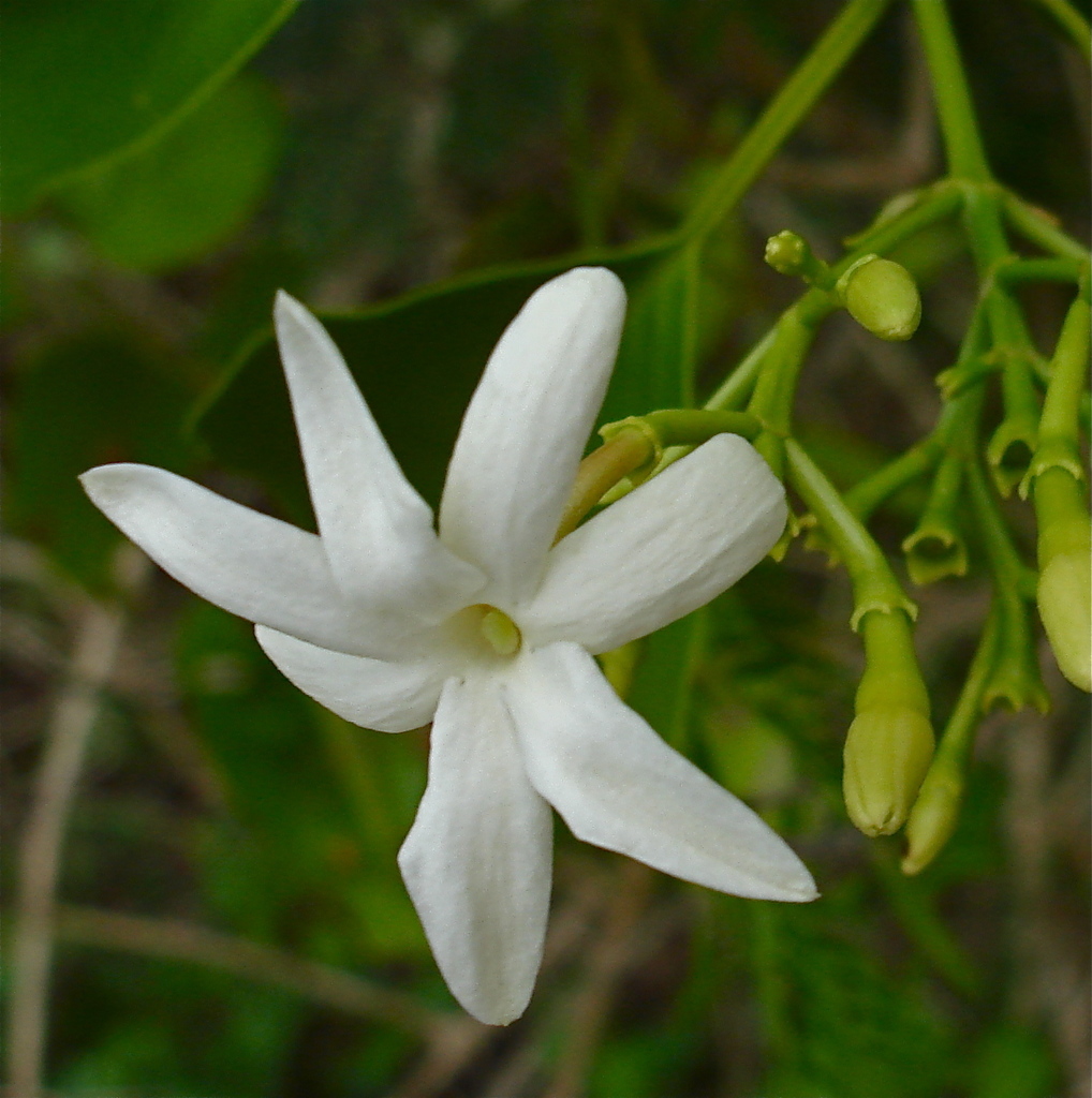 Jasminum marianum (Plants of Guam and the CNMI) · iNaturalist