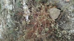Seseli dichotomum