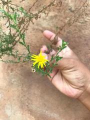 Xanthisma incisifolium