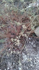 Seseli dichotomum