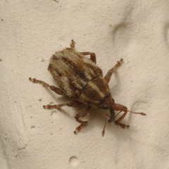 Trichosirocalus troglodytes