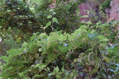 Vitis arizonica