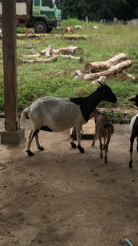 Domestic Goat
